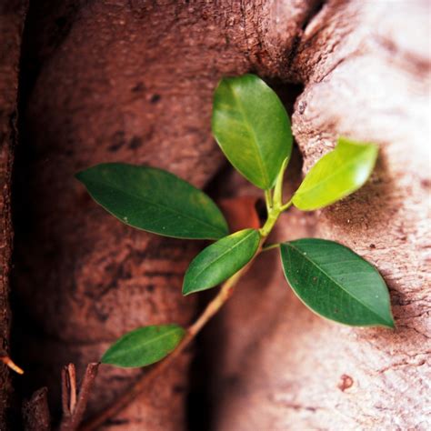 避邪擋煞植物|鬼月「避邪植物」推薦這5種！「抹草」沐浴可趨吉避。